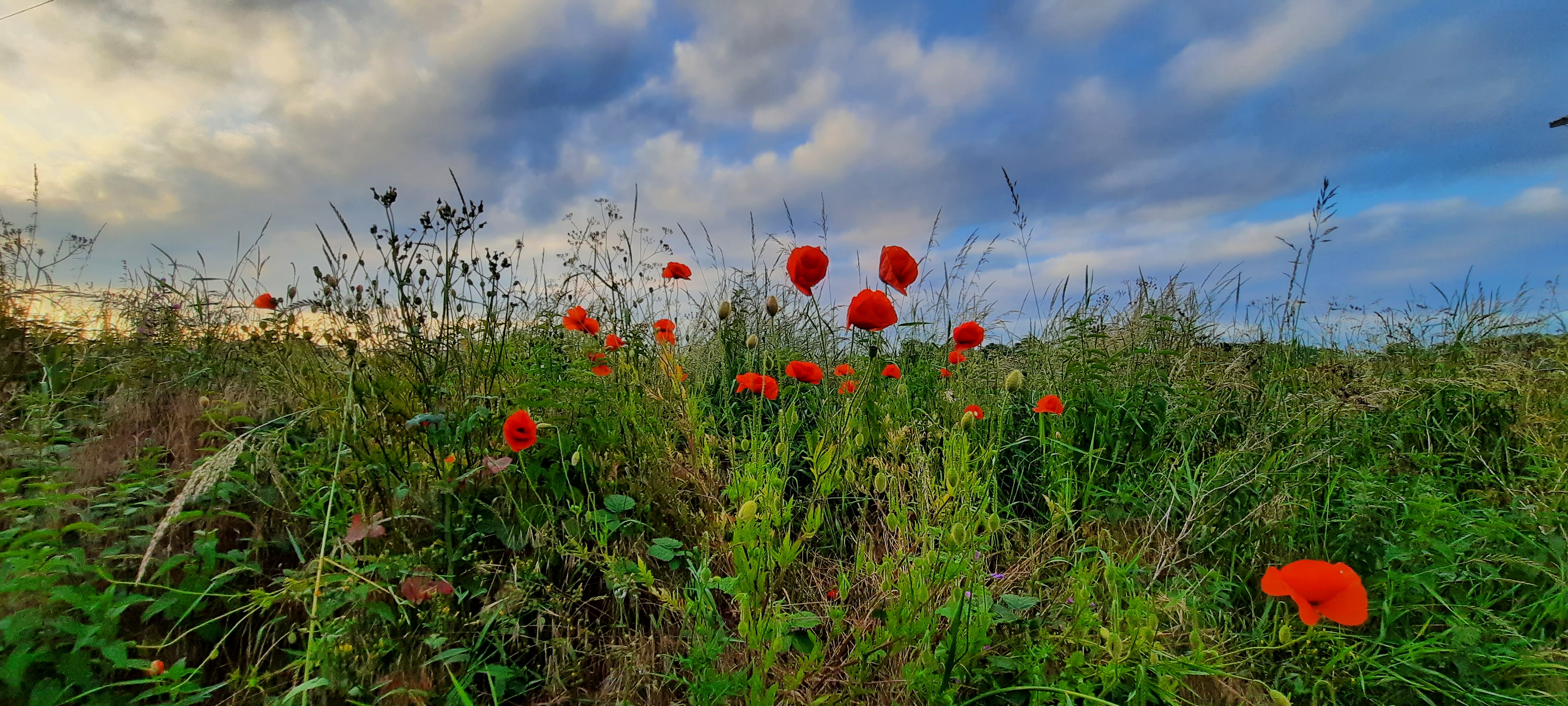 Field of grass with poppies